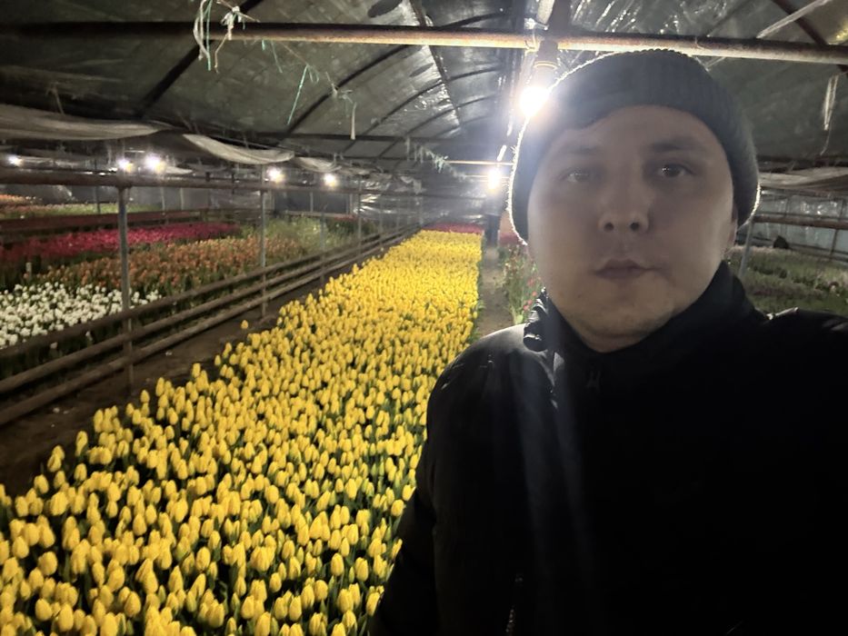 Тюльпаны крупные оптом