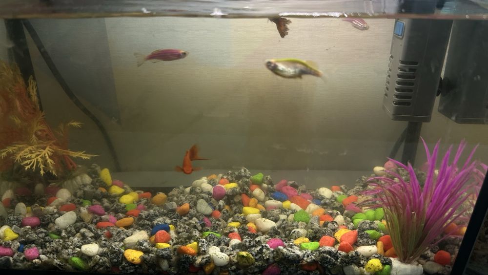 Продам аквариум и рыбки