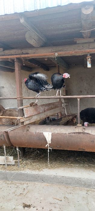 Нар курка сотилади