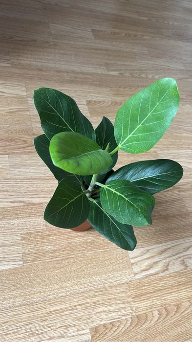 Комнатные цветочки