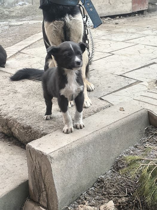 Отдам щенков бесплатно