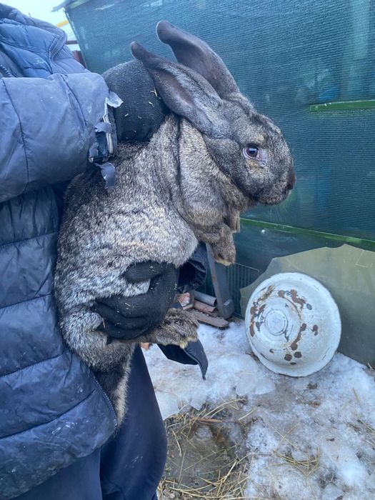 Продам кролика Фландр