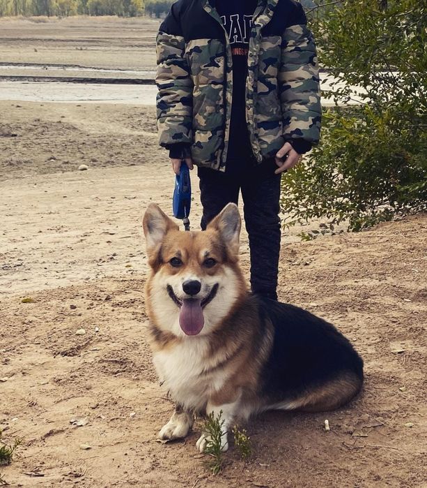 Мальчик корги на вязку