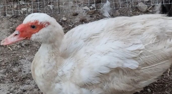 Vând doua 2 rațe leșesti