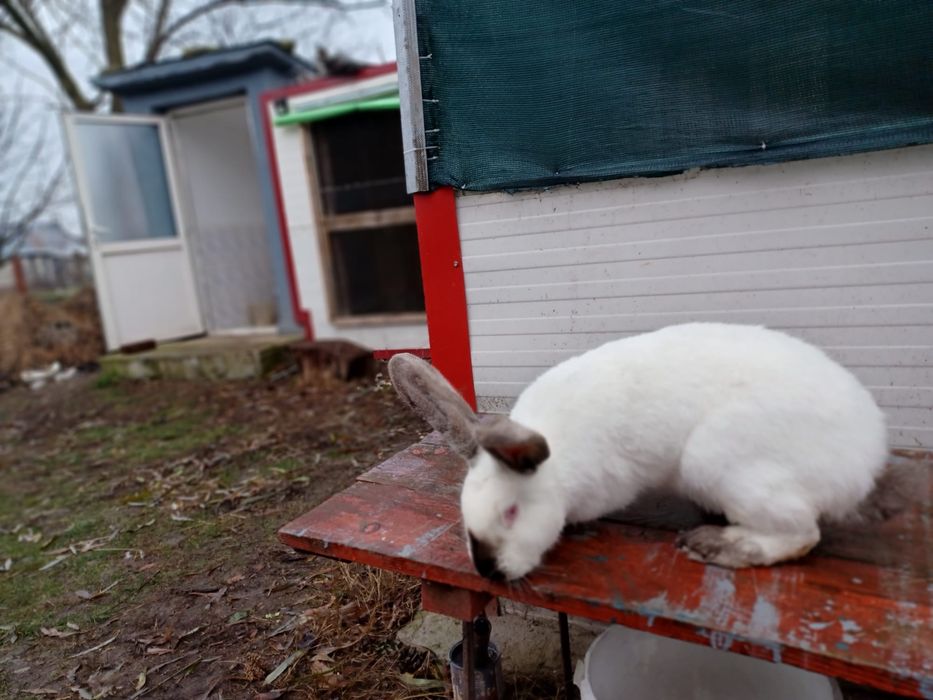 Vand femele iepure urias german de Transilvania