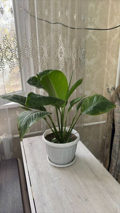 Үйде өсетін гүдер