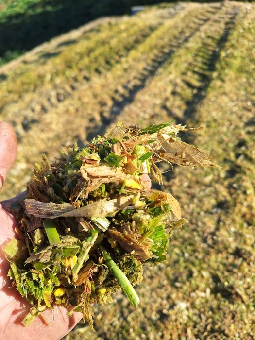 Siloz Porumb 200 tone furaj