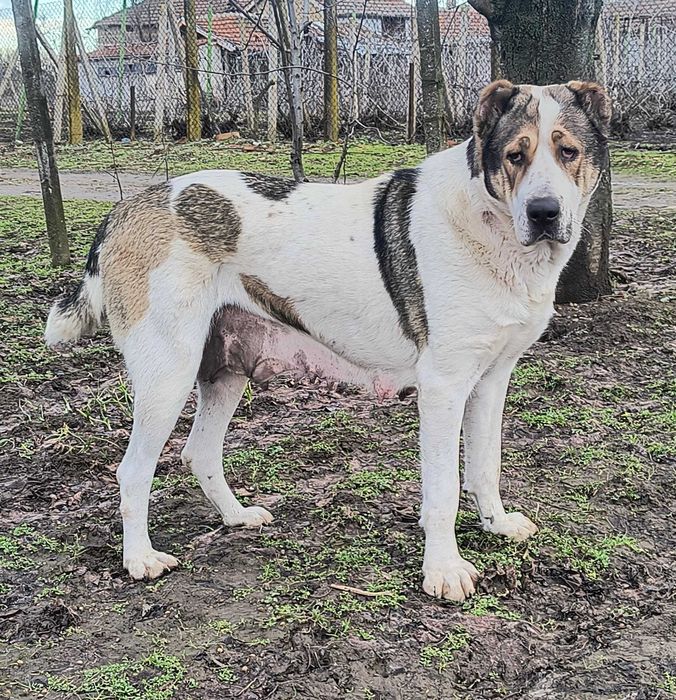 Алабайчета на 3 месеца и половина