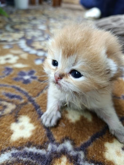 Продам котят Шиншиллят
