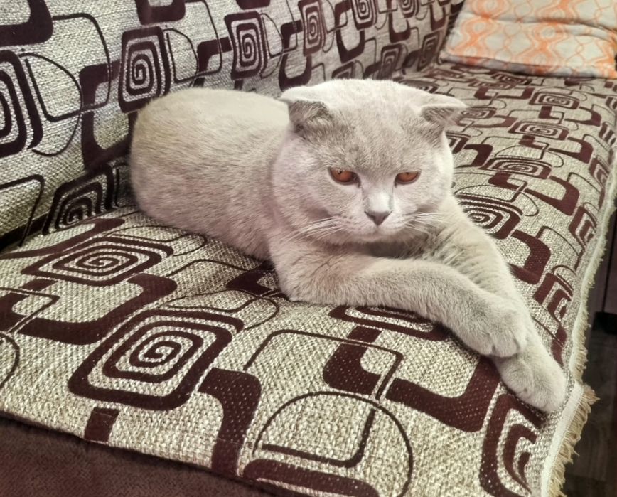 Британский короткошёрстный Скотиш Фолд