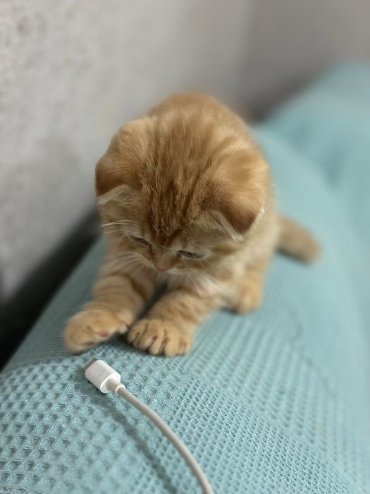 Скотиш фолд  (мальчик) 1 месяц