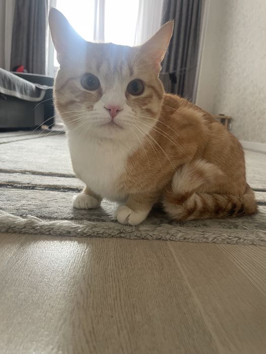 Отдам кота в добрые руки