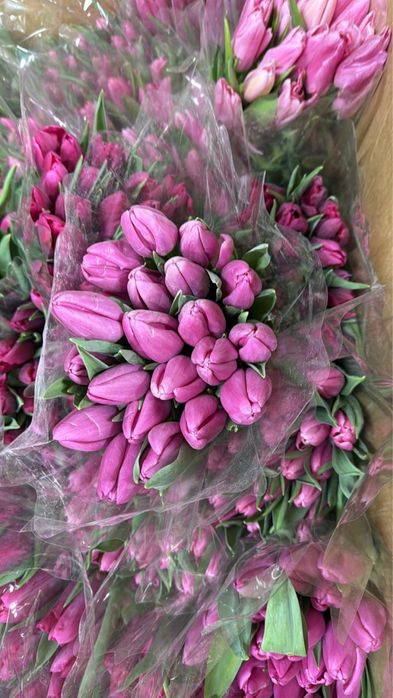 Тюльпаны Астана по выгодным ценам