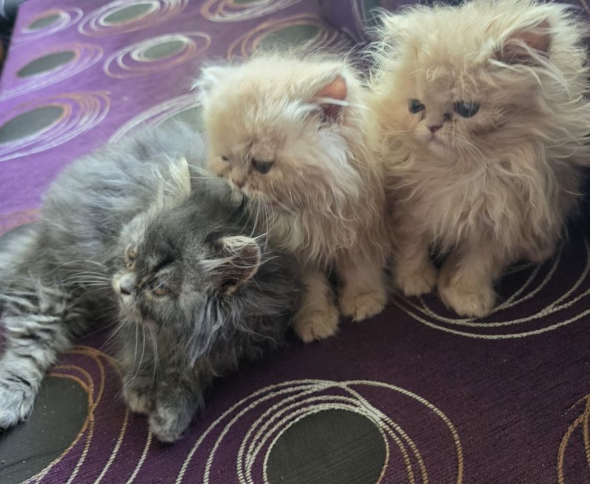 Персийски котенца.Едно момченце,и двемомиченца.