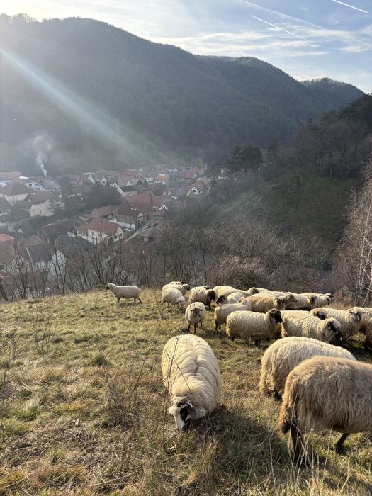 Disponibile oi de vânzare