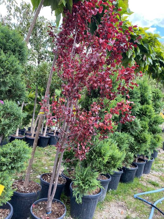 Plante ornamentale pentru un exterior echilibrat