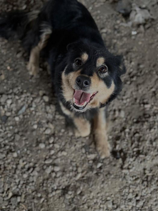 Отдам стерилизованную собачку!