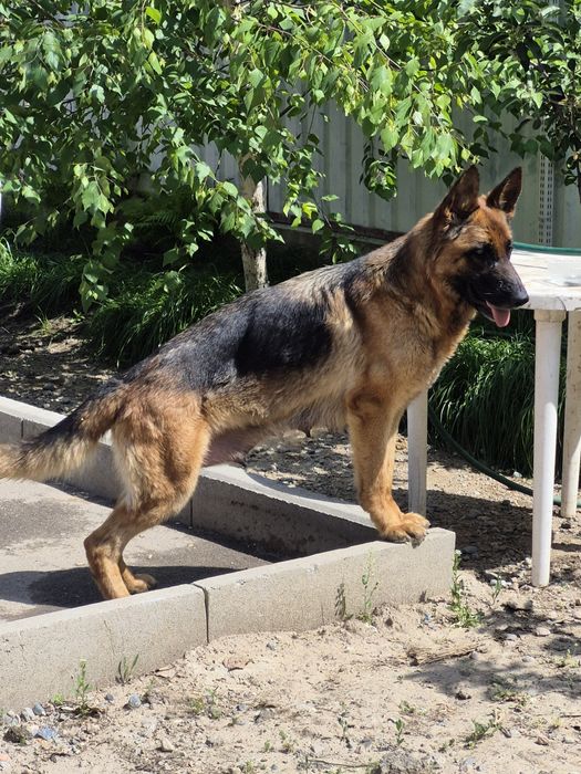 Щенки немецкой овчарки