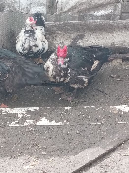 Rate românești și lesesti