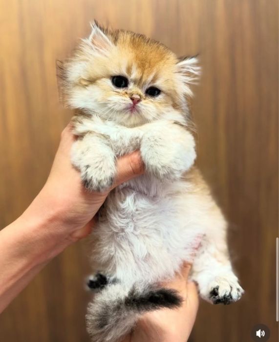 Золотые шиншиллята котята