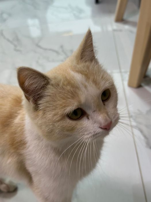 В добрые руки отдадим кошку девочку