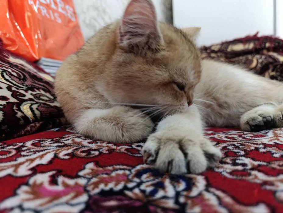 Продаётся кошка породы Золотая Шиншилла