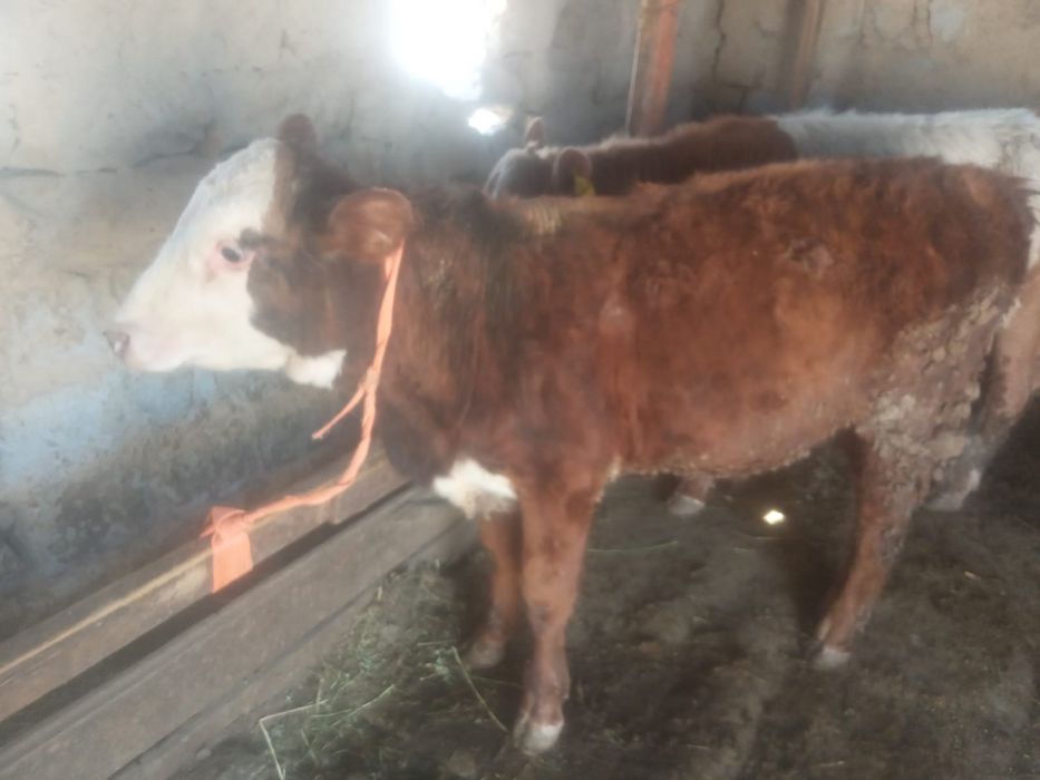 Бұқалар  сатылады