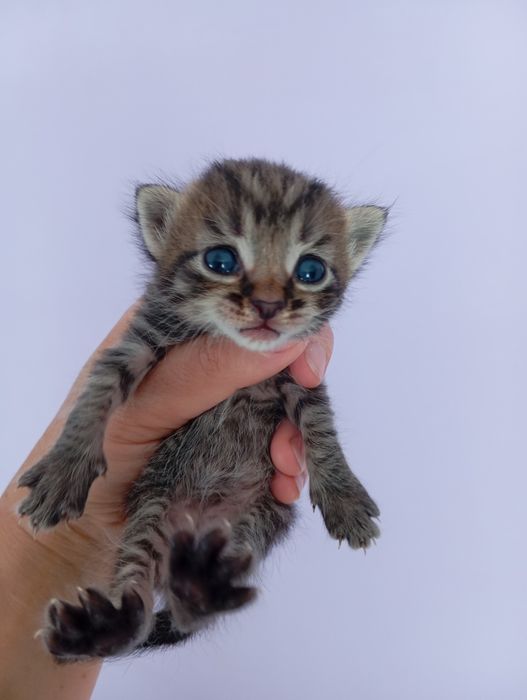 Отдам в добрые руки котят