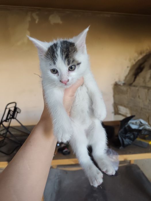Срочно отдам даром котят