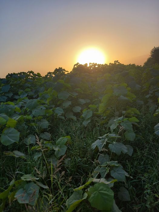 Павлония дунёда энг тез усувчи дарахт кучатларини сотамиз