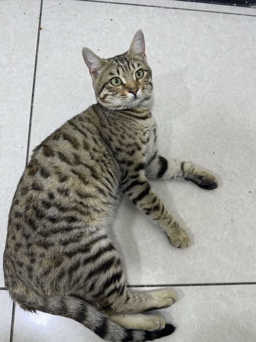 Uy mushugi yaxshi boqadiganlaga beriladi