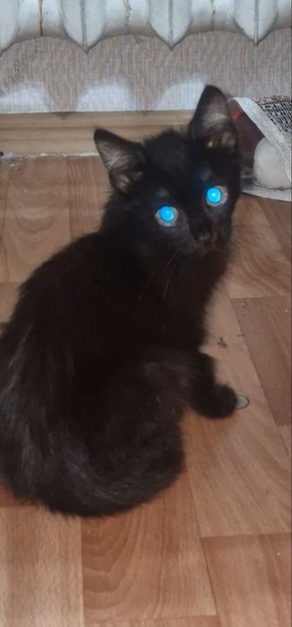 Отдаю котёнка даром