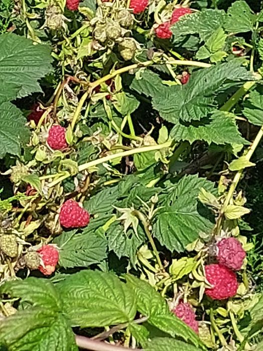 Малина ремонтантная, саженцы