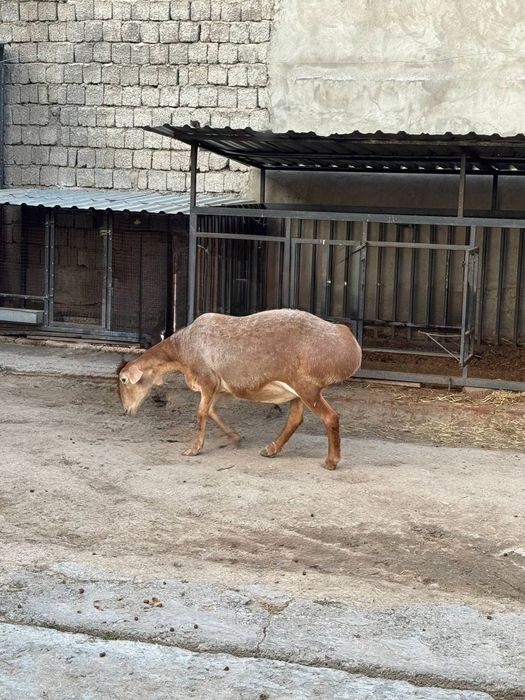 Солу койимиз сотилади