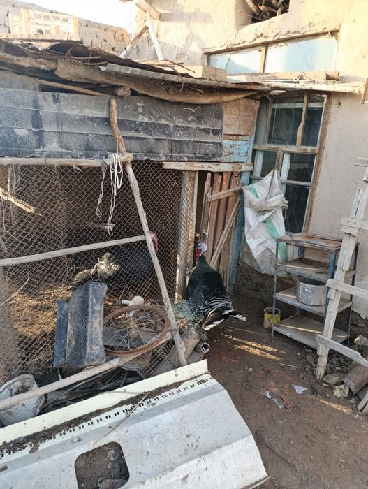 Туйе тауыктын коразы сатылады