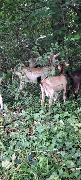 De vinzare sanen și alpin francez corcitura cu anglinubian