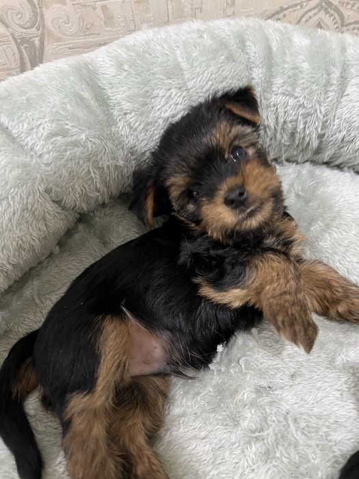 Продаются щенки йоршеского терьера