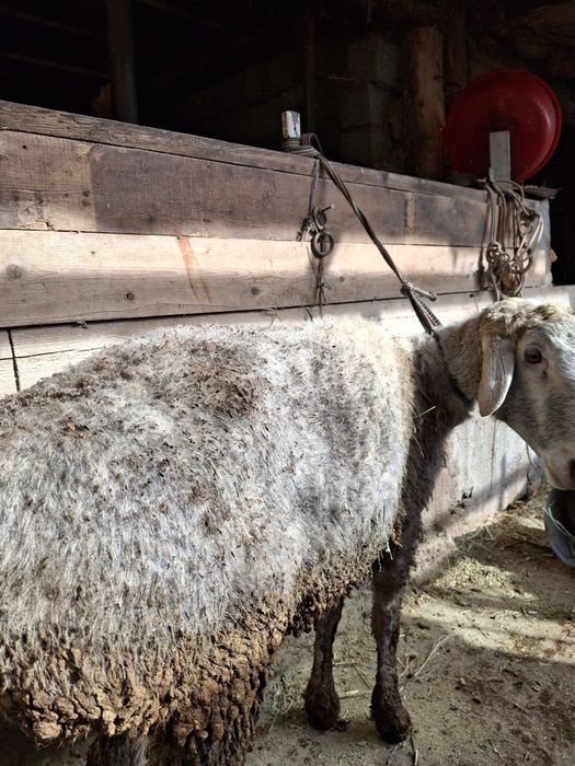 ҚОШҚАР, 3 жасар,  сатылады