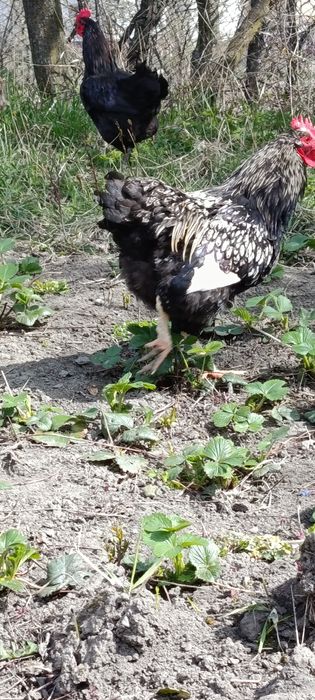 Găini și cocoș wyandotte de anul trecut