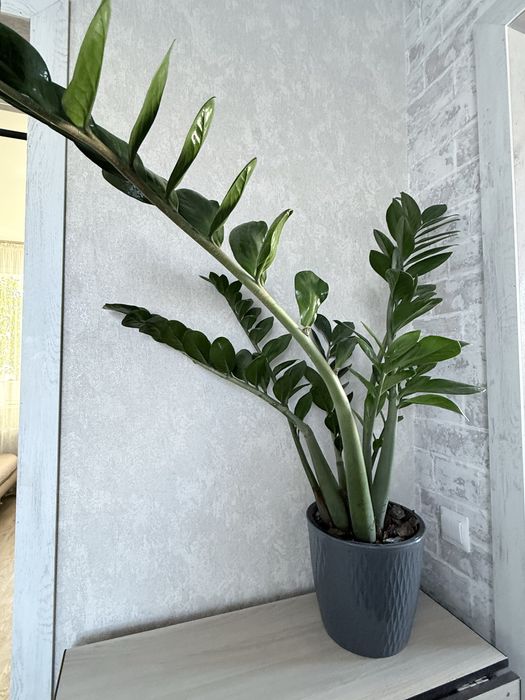 Замиакулькас, доллоровое дерево