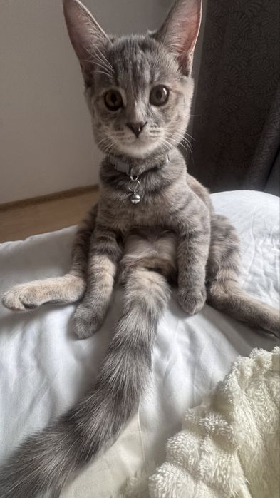 котенок 3 месяца