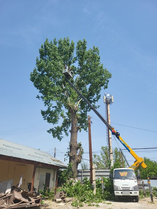 Спил деревьев обрезка плодовых деревьев