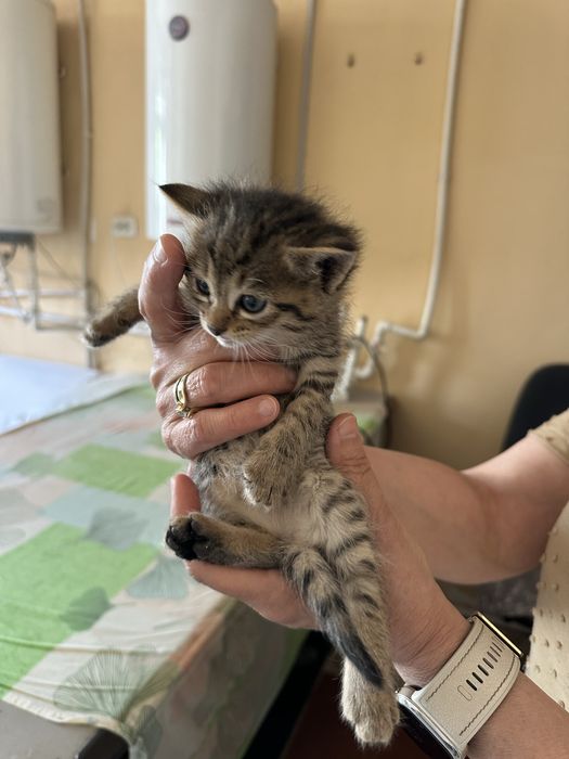 Отдам в добрые руки 5 штук/ остались 4