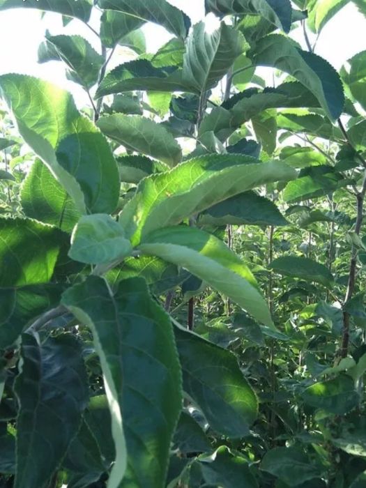 Саженцы яблони местные