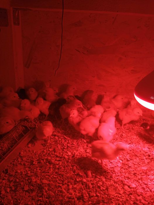 Vând puii de găină de o săptămână