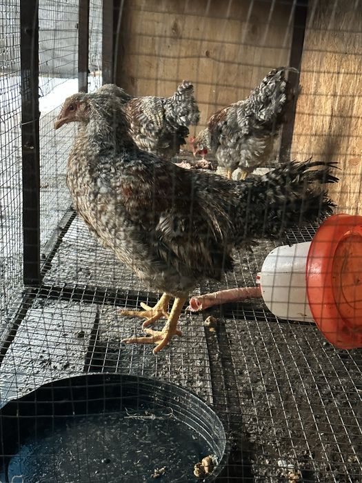 Продам Петухов