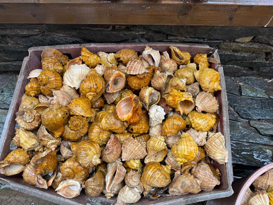 продавам лакирани рапани за домашни потреби