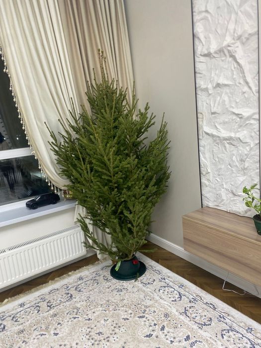 Живые ёлки сосны