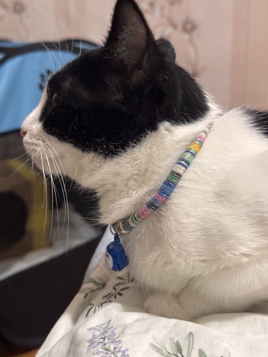 Кошка в добрые руки. Девочка, 11 месяцев. Привита и стерилизованна