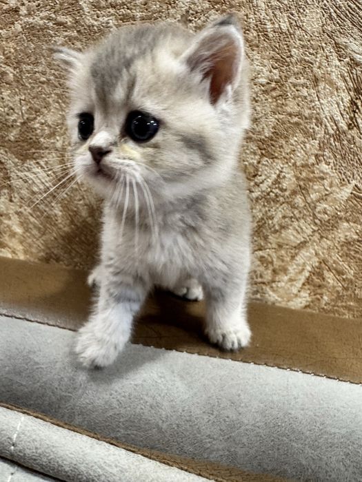 Продается чудо котенок, британский мальчик